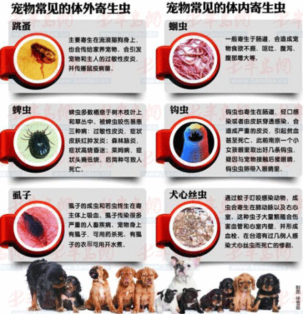 蛔虫图片宠物