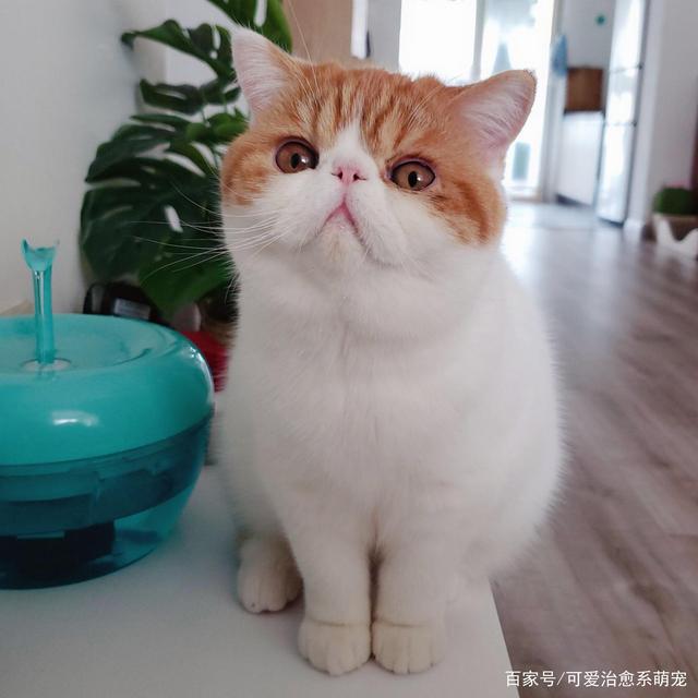 萌宠物猫图-萌宠猫咪图片大全可爱