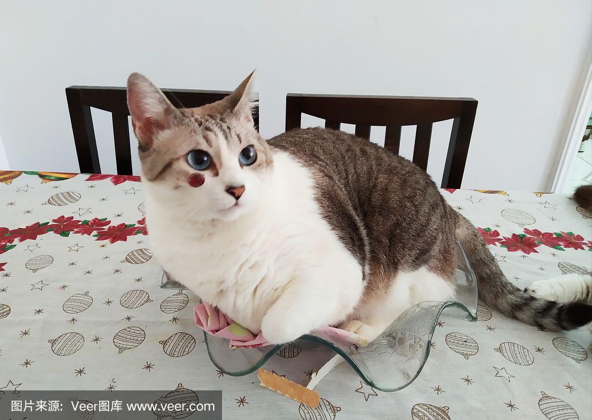 猫能吃什么水果-猫能吃什么水果和蔬菜?