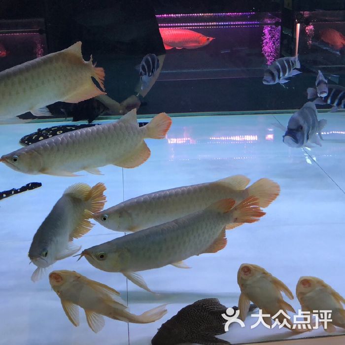 北京水族宠物-北京最大的水族市场 2020