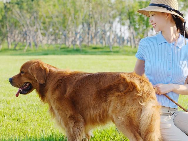 情感协助宠物-情感陪护犬办理条件