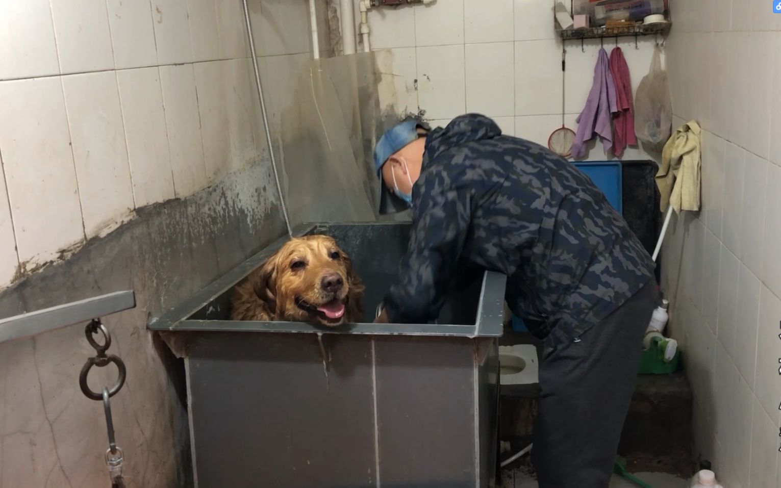 狗去宠物店洗澡-狗去宠物店洗澡把宠物店人咬了