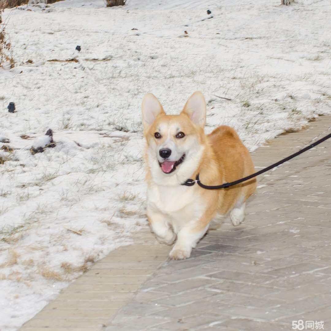 乌鲁木齐宠物寄宿