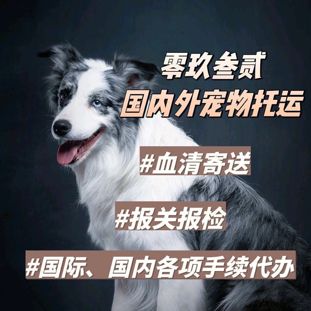 宠物托运所需证件-宠物托运需要办什么证