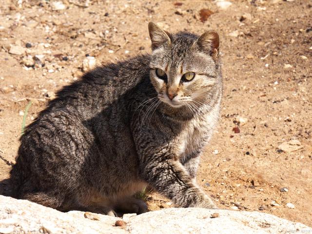 猫生活在哪里