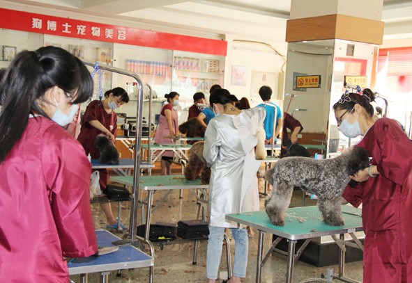 报名宠物学校-去宠物学校要多少学费