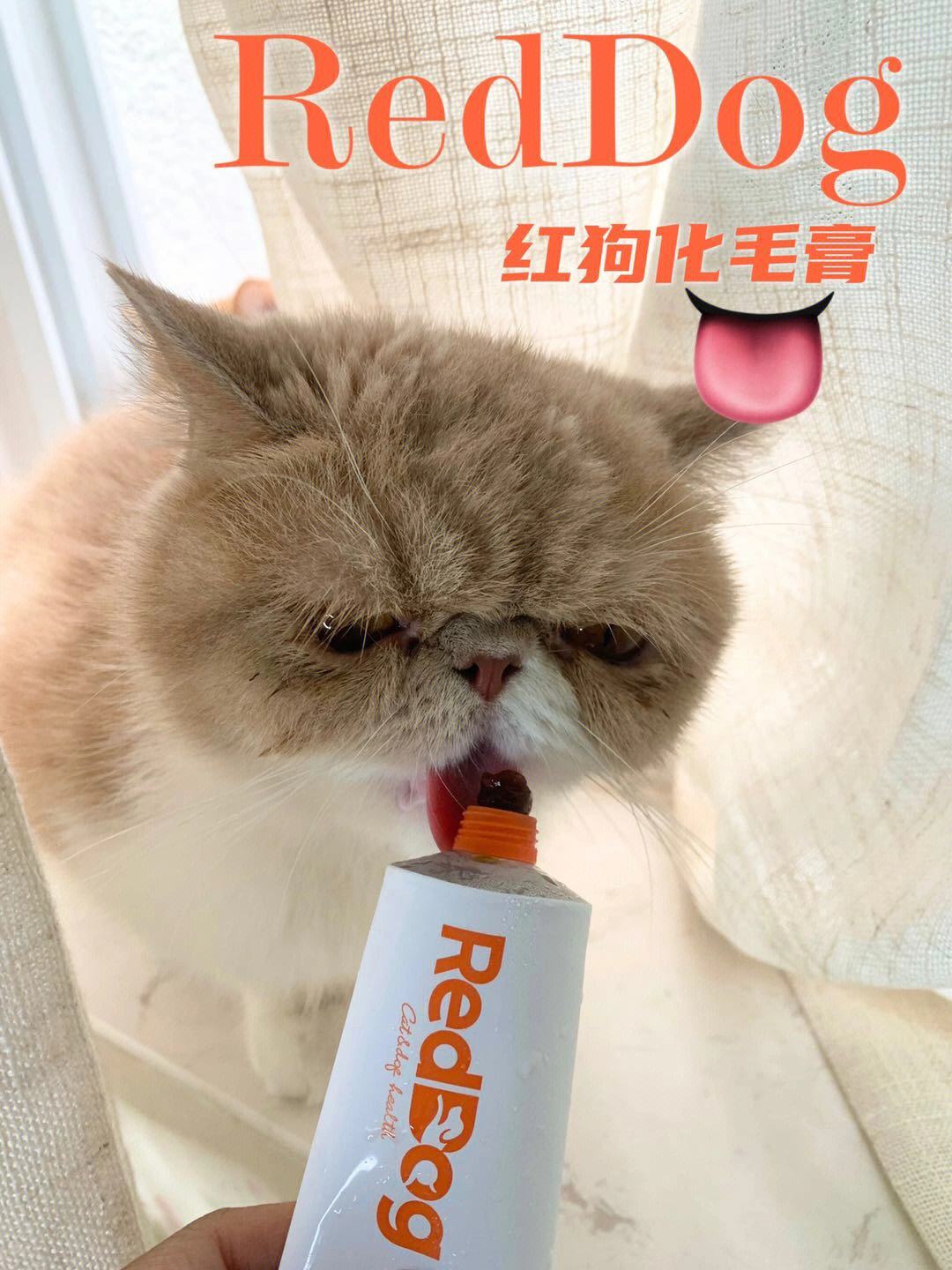 宠物猫必备