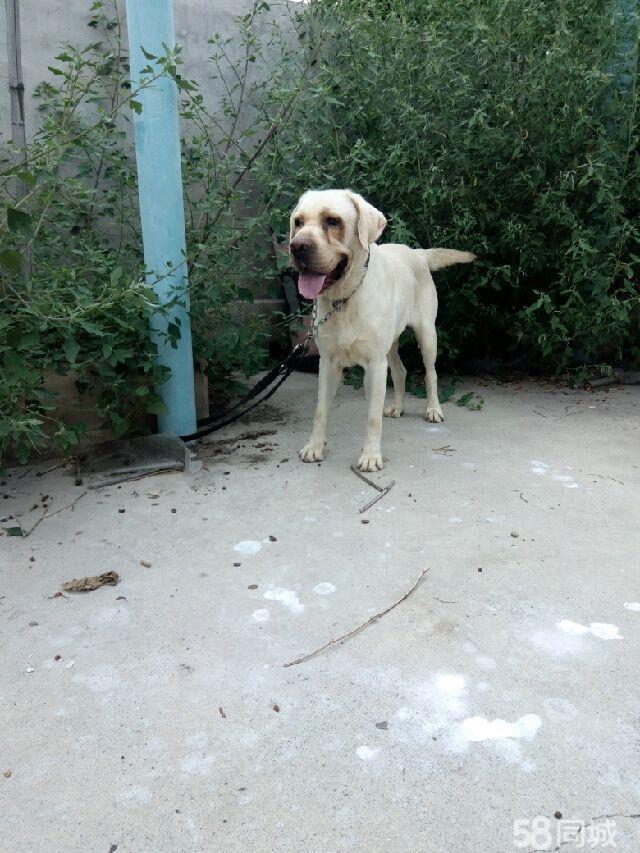 保定宠物犬-保定宠物犬养殖基地