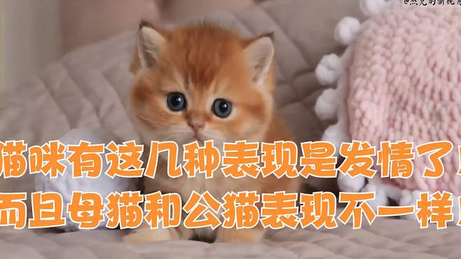 母猫不发情的简单介绍