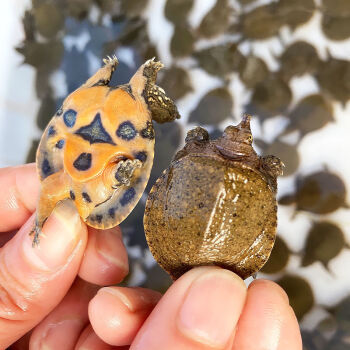 鳖可以当宠物养吗-鳖可以养在鱼缸里吗