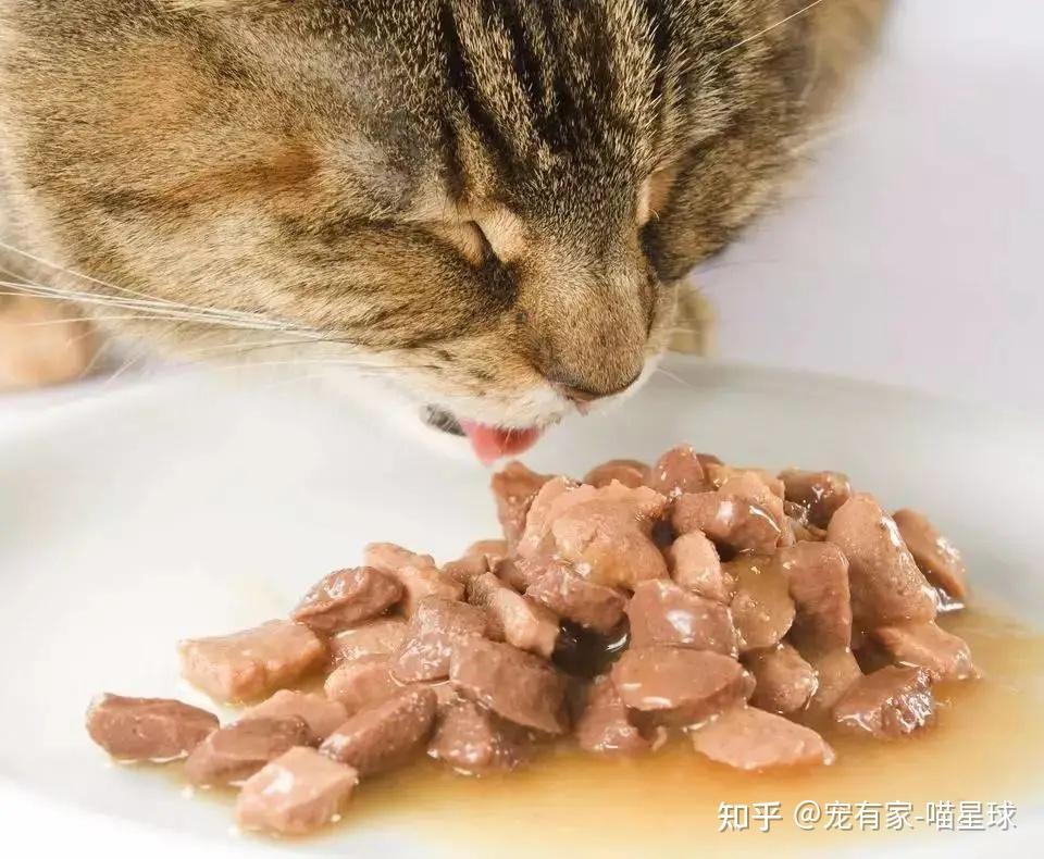 怀孕能不能养猫