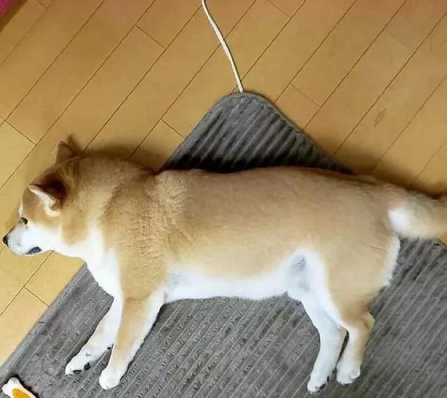 柴犬和柯基区别