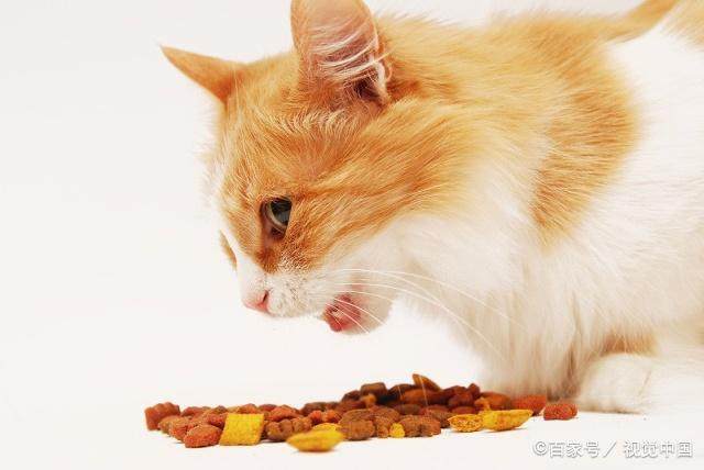 猫咪食欲不振-猫咪食欲不振呕吐是怎么回事