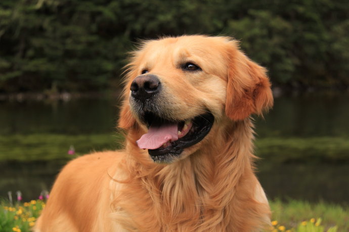 金毛猎犬图片-金毛猎犬图片高清