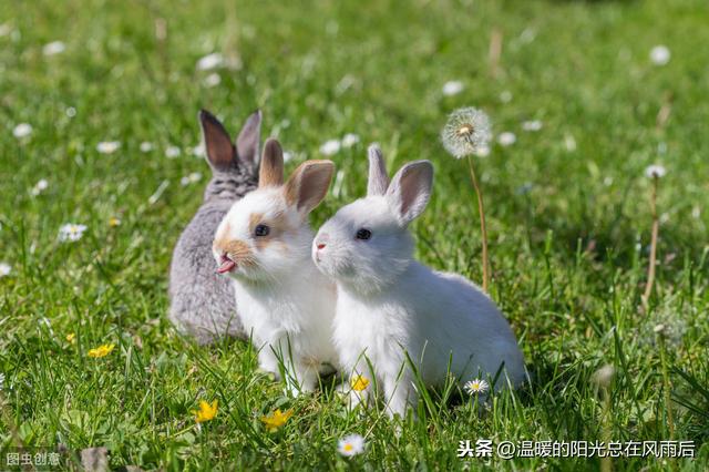 如何饲养宠物幼兔-家养幼兔的饲养和管理方法