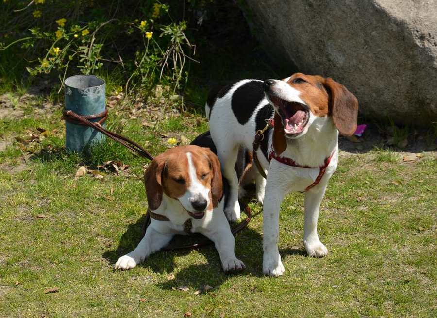 宠物狗宠物驯养-宠物犬驯养手册书籍