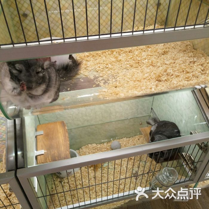 宠物店有龙猫吗