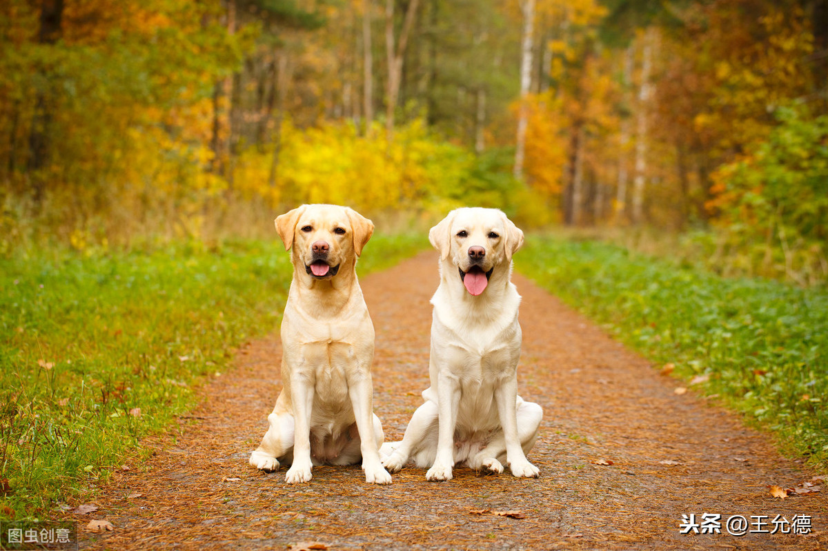 犬与狗的区别-犬与狗的区别?