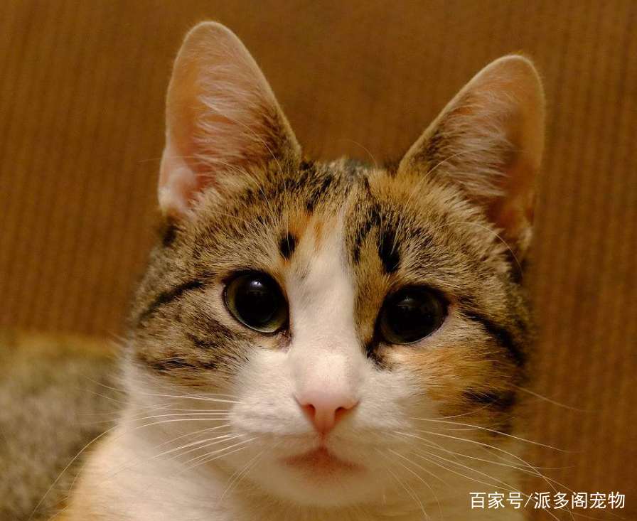 猫喜欢什么