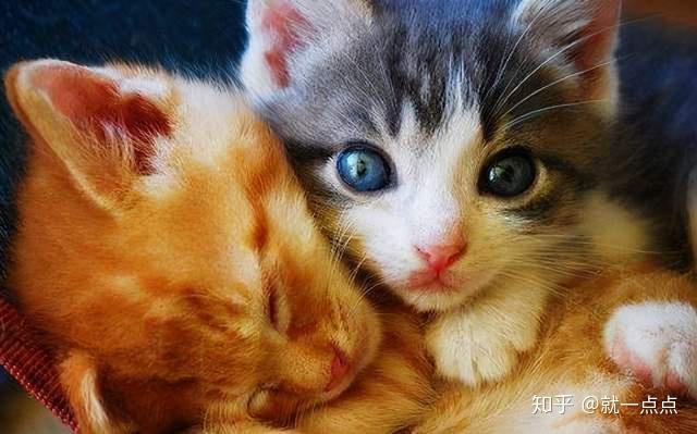 猫喜欢什么