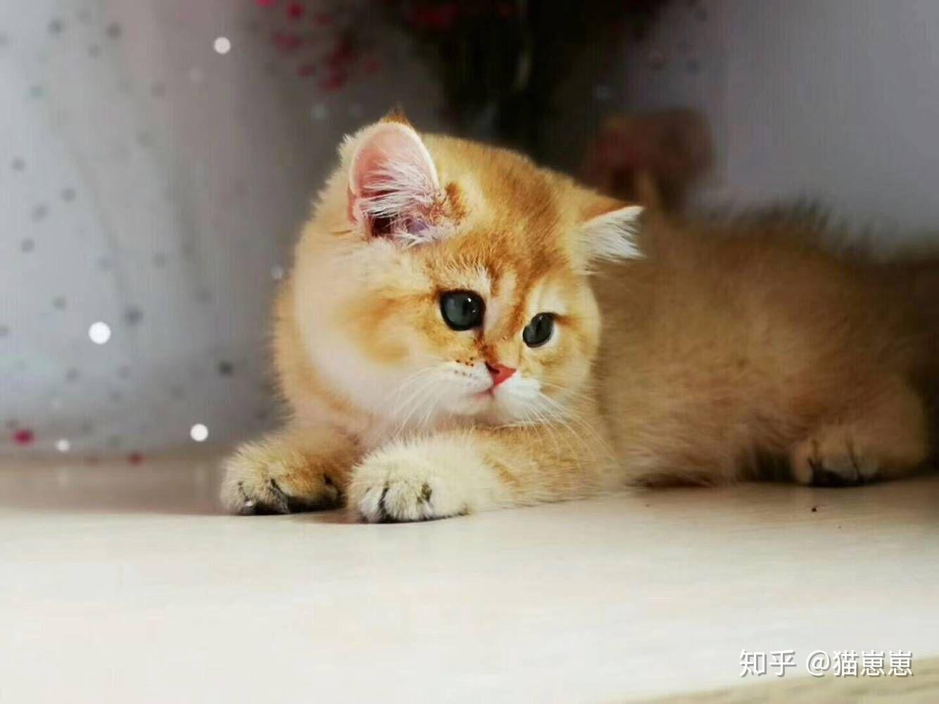 金渐层猫多少钱-银渐层猫多少钱一只