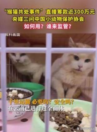 宠物猫监管