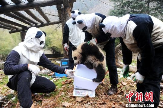 饲养宠物学校-饲养宠物学校有哪些