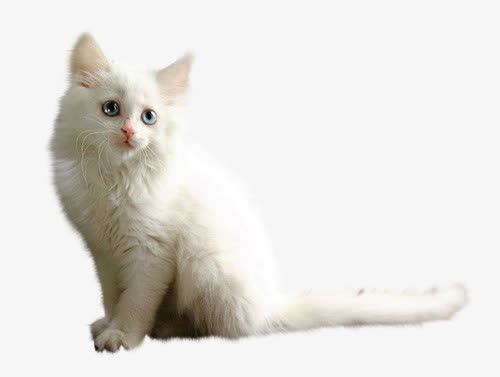 可爱宠物白色猫猫-可爱宠物白色猫猫叫什么