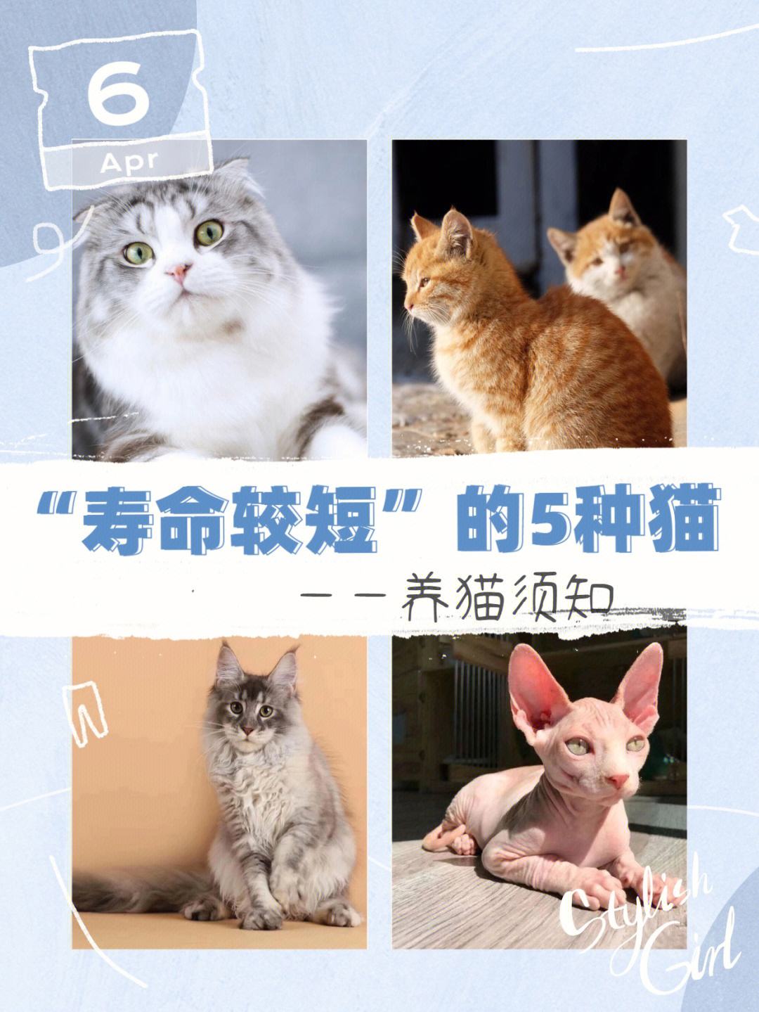 关于猫最多能活多少年的信息