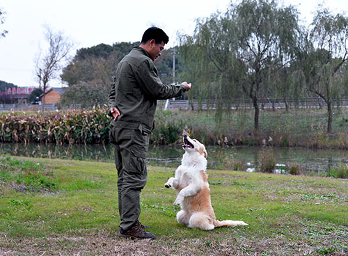 北京宠物训导基地