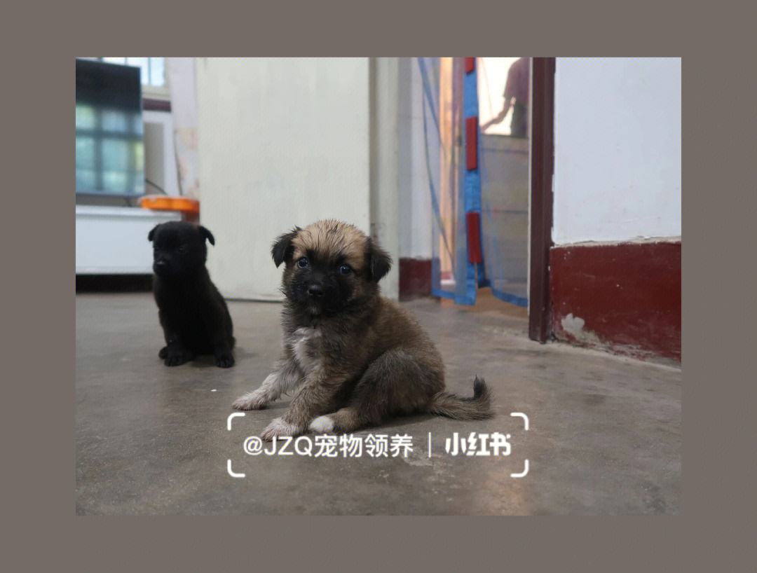 西安宠物犬养殖基地-西安宠物犬养殖基地电话