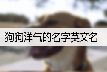 介绍宠物狗的英语