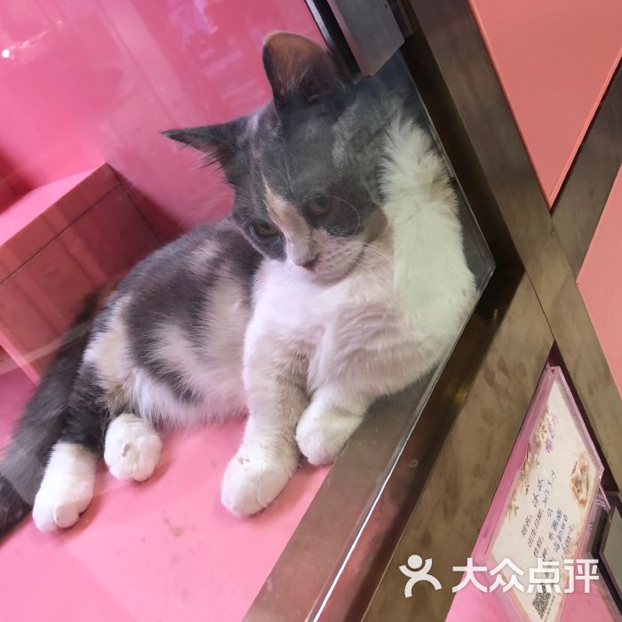 温州宠物猫店