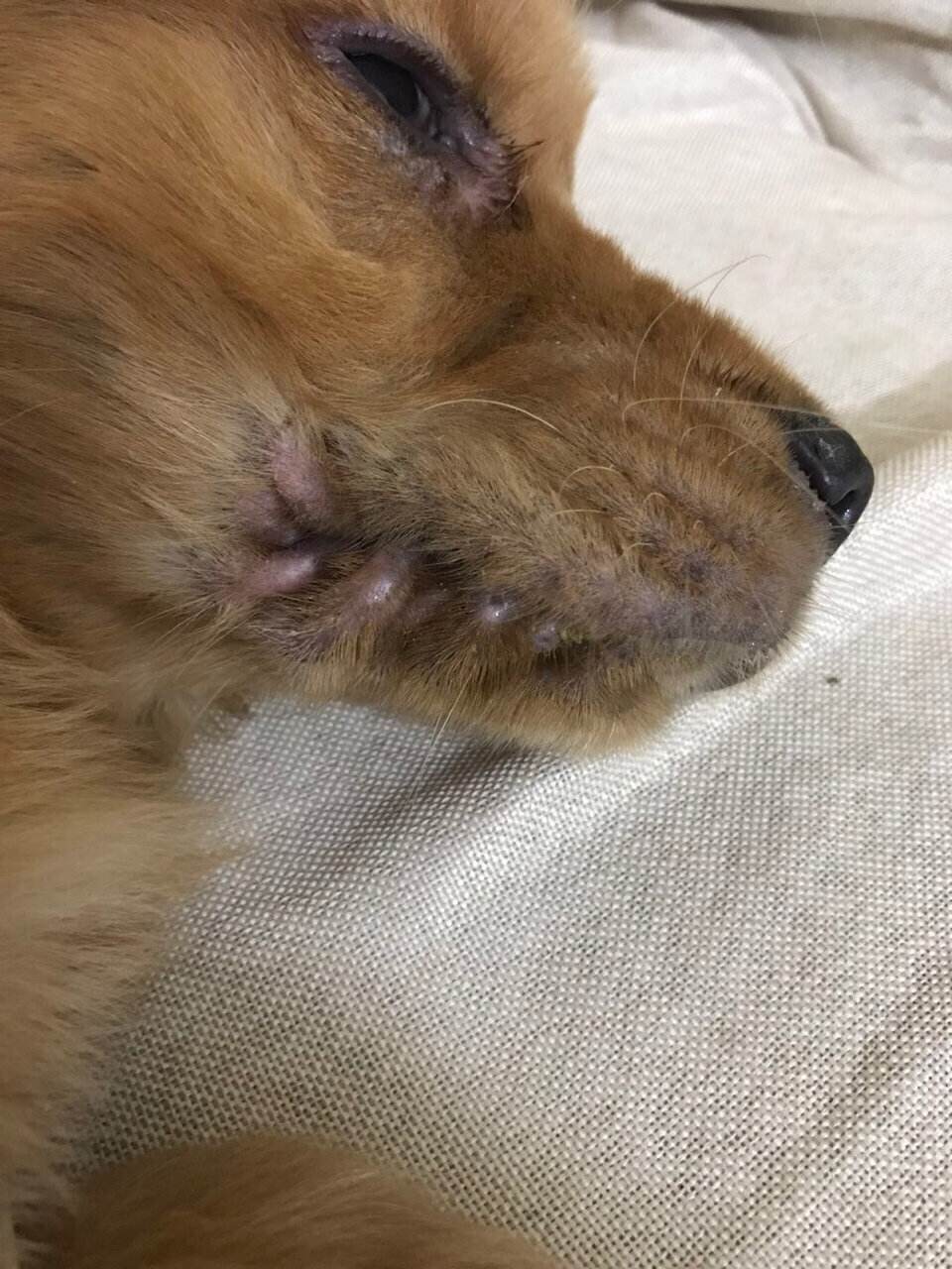 宠物犬瘟病