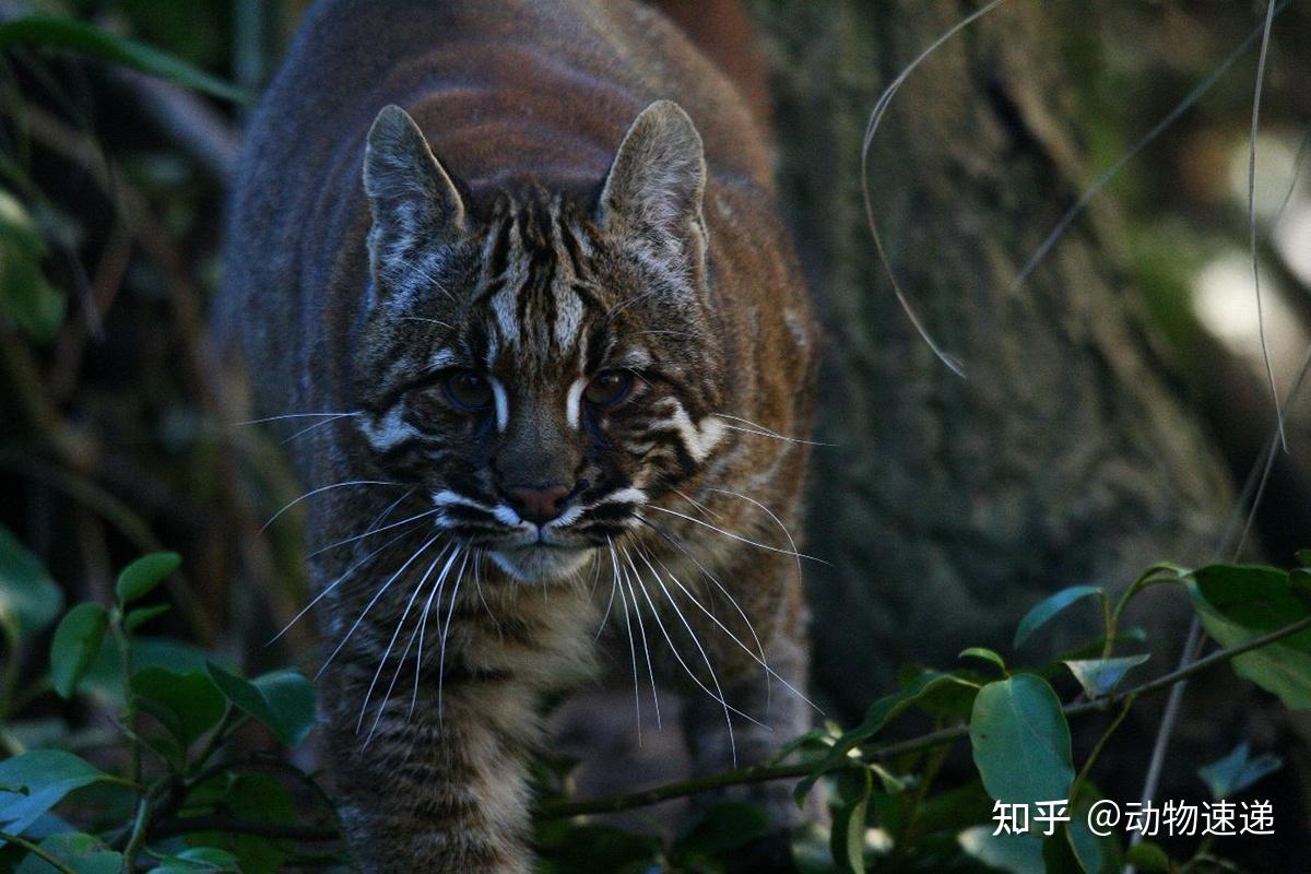 猫科动物实力排名-猫科动物实力排名榜