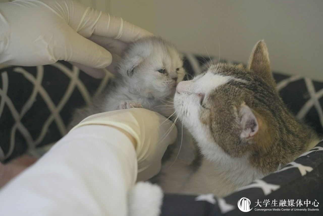 克隆宠物猫