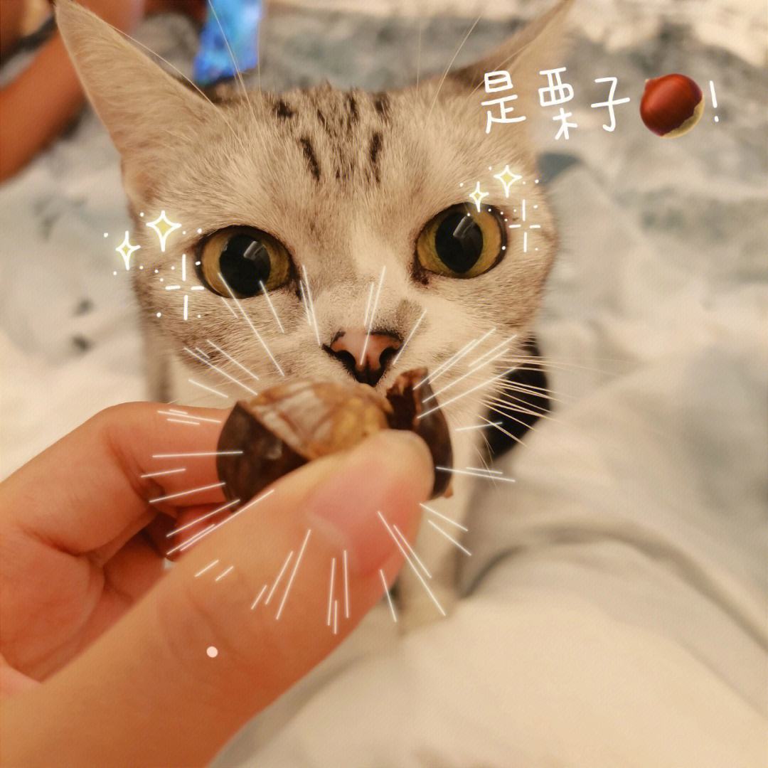 猫可以吃栗子吗-猫可以吃栗子吗0