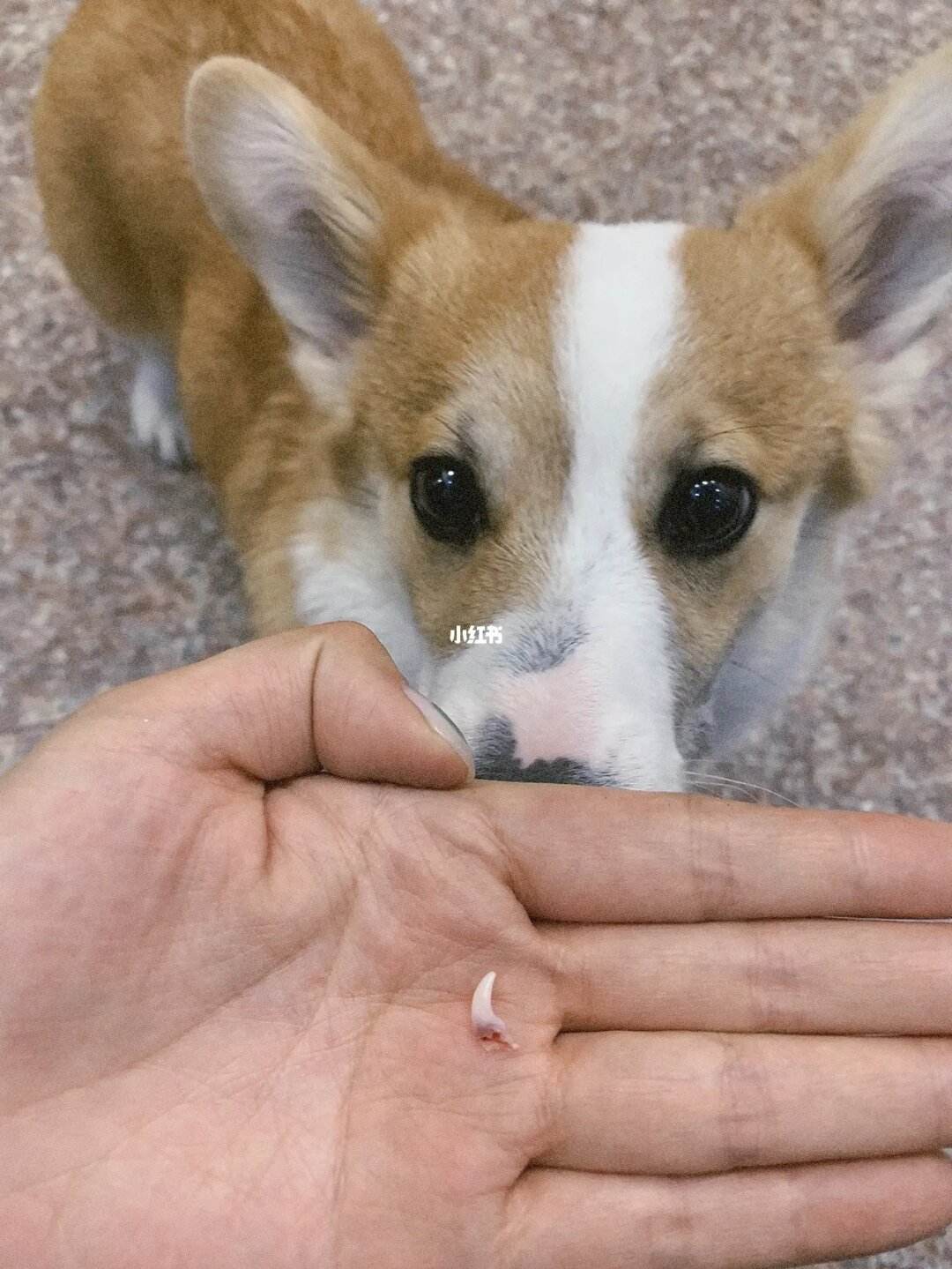 宠物犬齿断-幼犬犬齿断了一半里面有牙髓