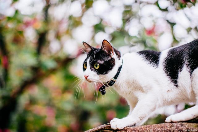 宠物猫和宠物狗的区别-宠物猫和宠物狗哪个更好养