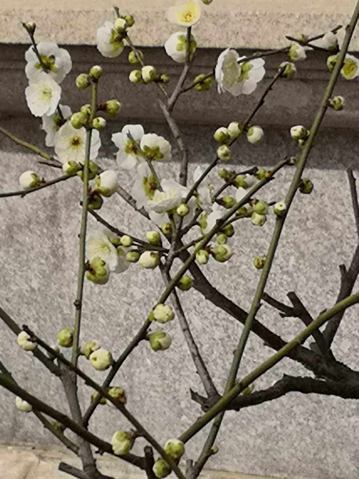 梅花的品质和精神-梅花的品质和精神写一段话