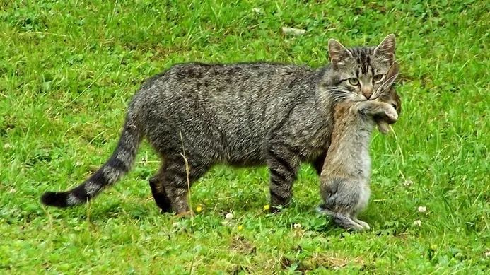 宠物猫和野猫