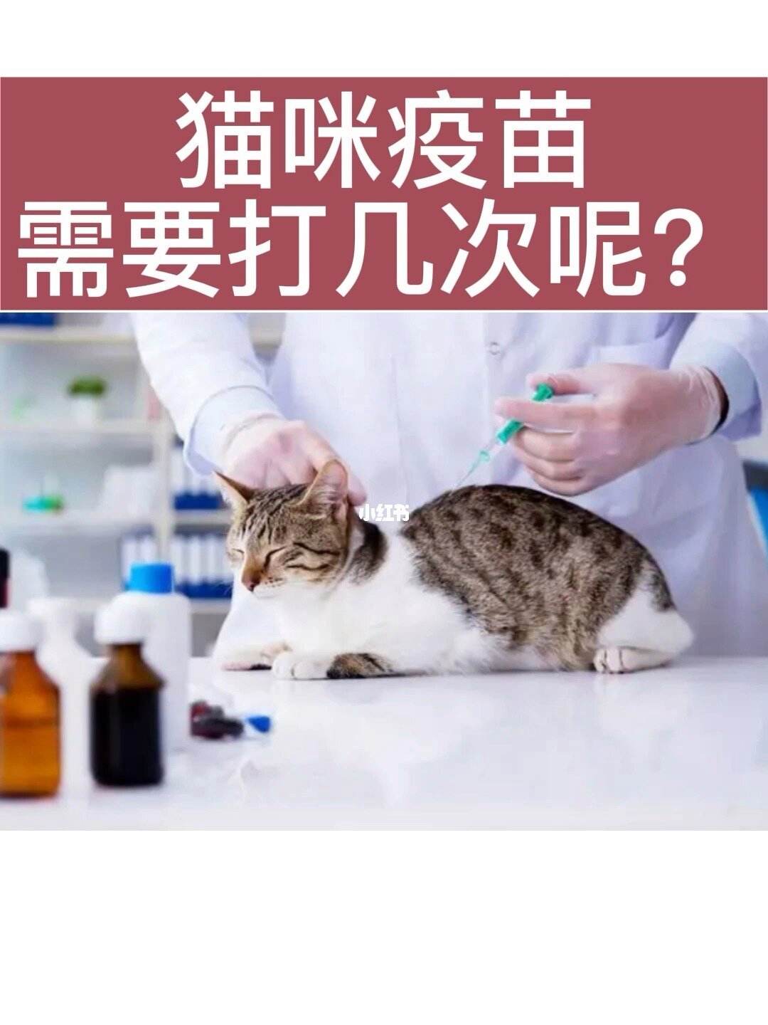 宠物狗疫苗要打几次-宠物狗疫苗要打几次才有效