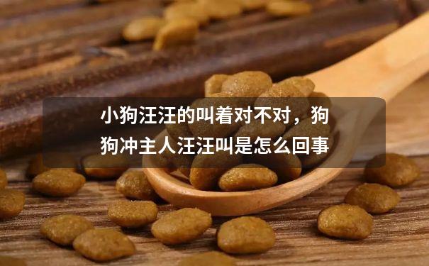 宠物狗能吃米饭吗-小宠物狗能吃米饭吗