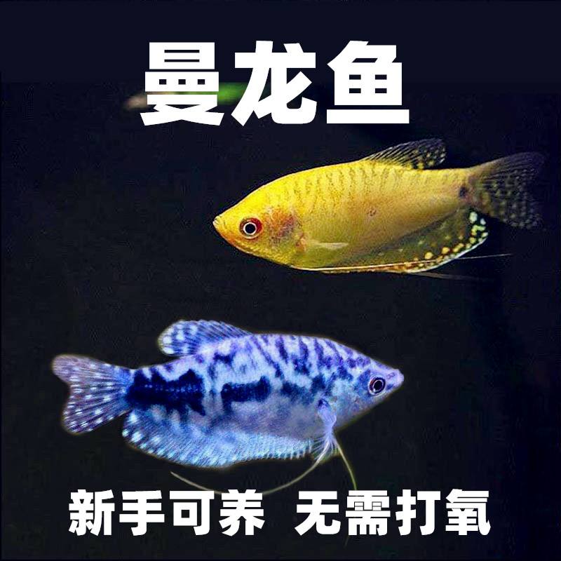 曼龙鱼好养吗