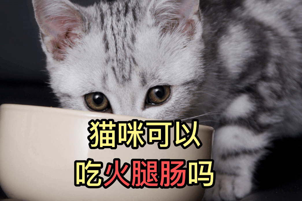 宠物猫能吃火腿肠吗-宠物猫可以吃火腿肠么