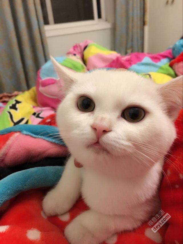 QQ猫咪宠物