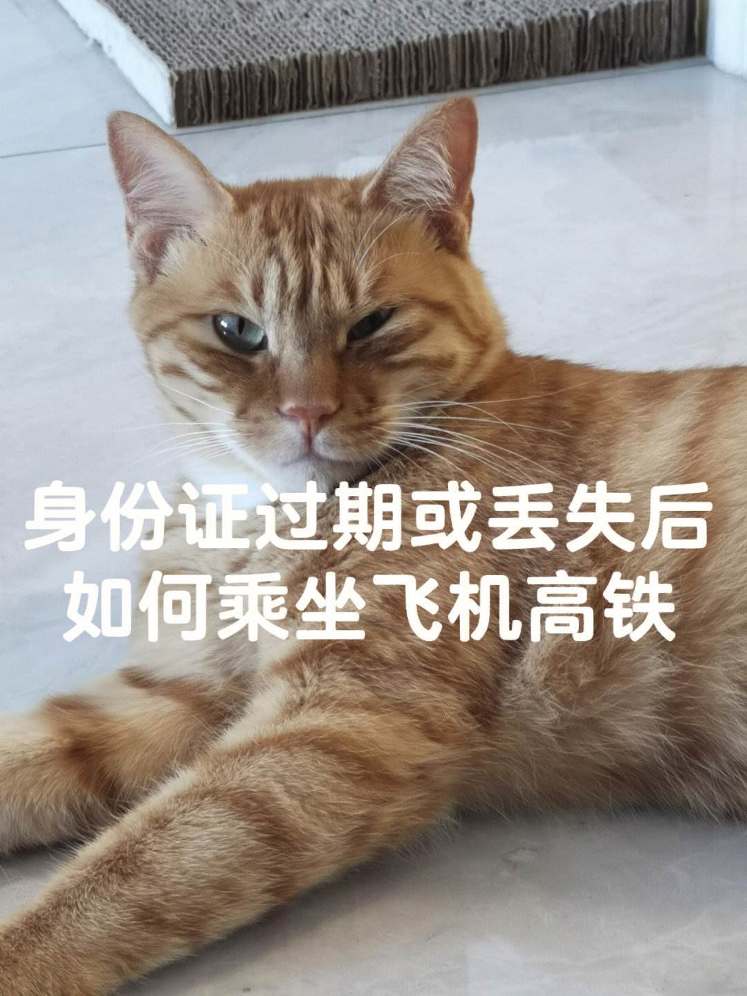 猫可以坐高铁吗