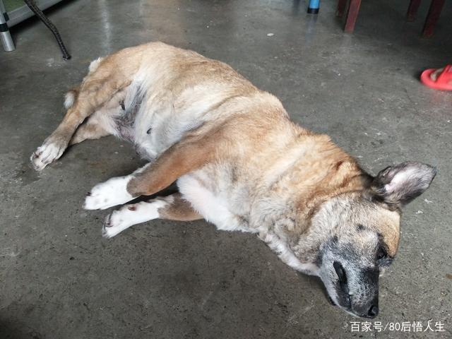 宠物死亡处理