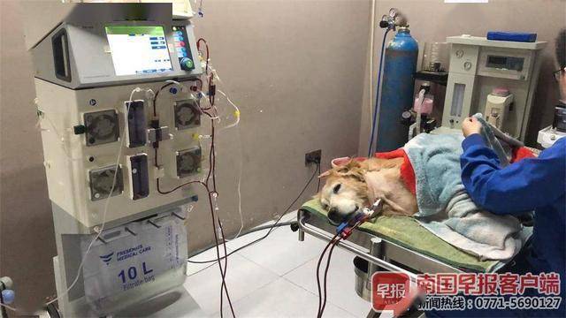 宠物死亡处理