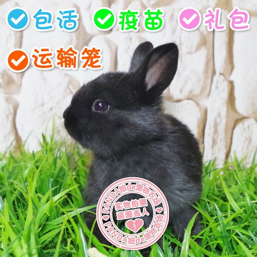 宠物兔兔子价格-宠物兔兔子价格及图片